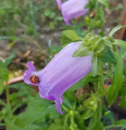 Penzion гювийски Sapareva Banja