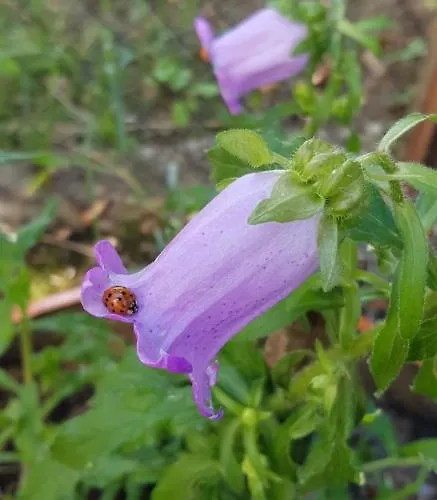 Penzion гювийски Sapareva Banja